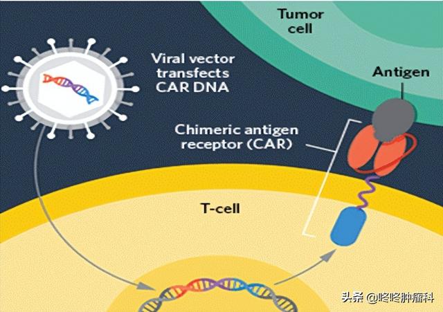 CAR-T联合溶瘤病毒,最前沿的抗癌技术,可能碰撞出无限的抗癌可能