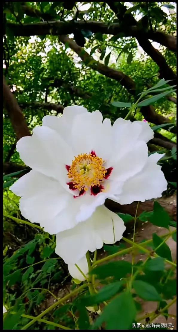 鲜花，因盛开而芬芳，因走过而醉人