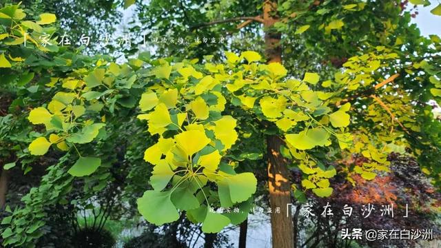 組圖 | 武漢地鐵5號線2期，沿途那些園林，逛一次少一次