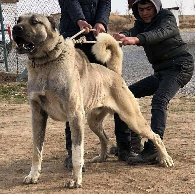 demo 坎高犬（坎高犬vs各种猛犬） 动物