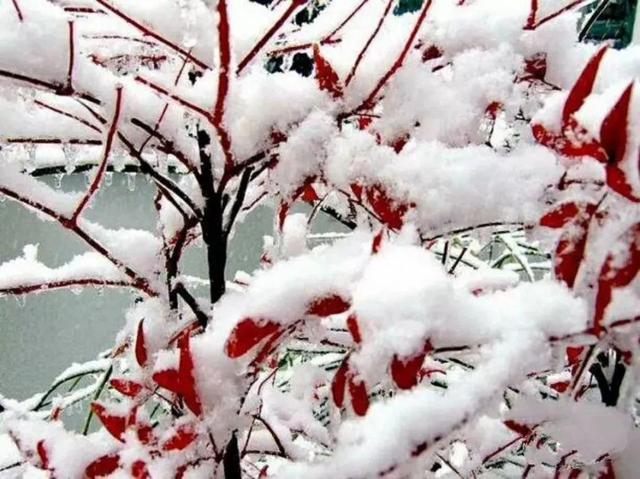 降雪量5毫米是什么概念