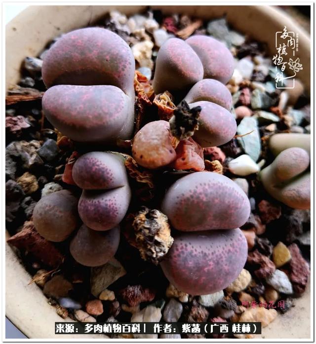 郑州新型泥土洗砂机