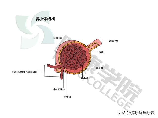 山珍海味是大补？以形补形？保护肾脏健康很有必要