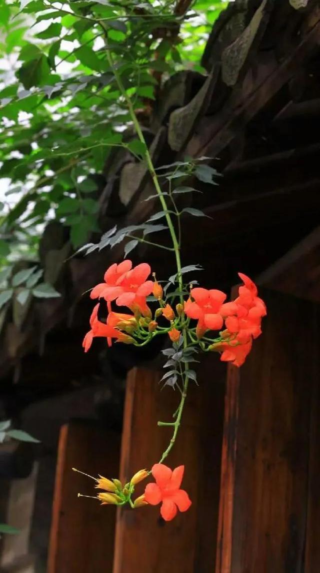 凌霄花开红艳艳