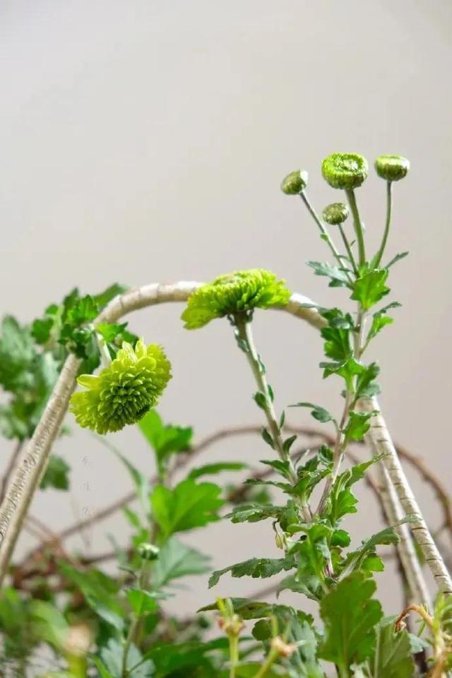 散文：且安安静静，看迟日江山丽，念春风花草香