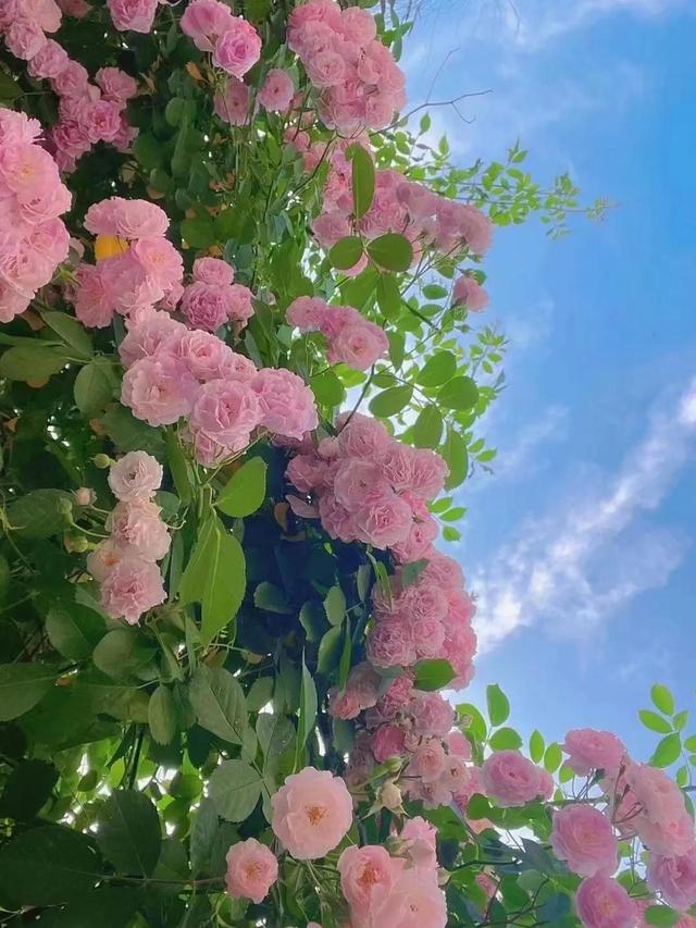 心灵深处的回眸