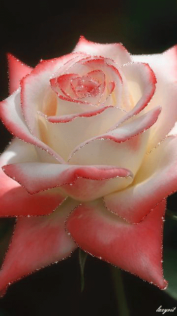 快乐常伴美丽的动态花朵，它代表吉祥和鸿运送给正在欣赏的人