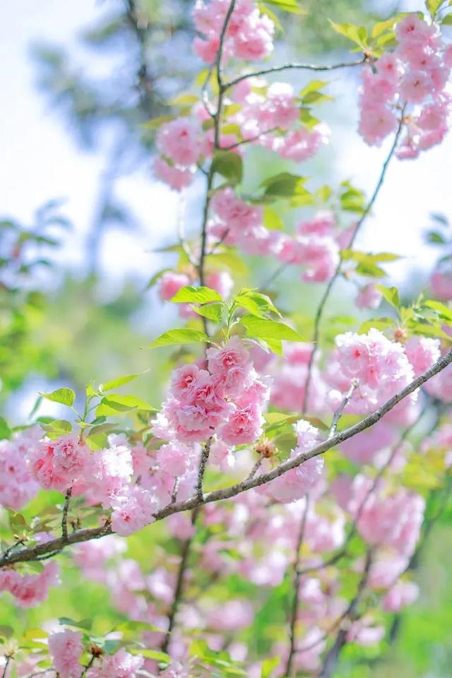 群“樱”荟萃
