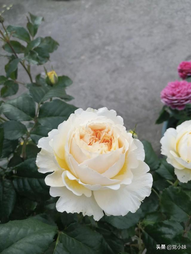 零差评月季——碧翠丝