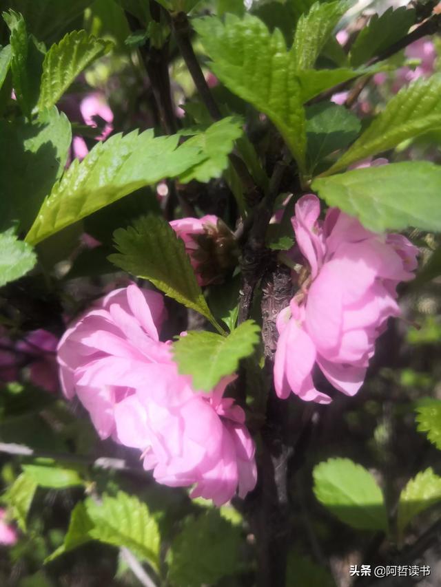 榆叶梅，是绿叶对鲜花的赞美，更是花与叶的相互点缀，相依相偎