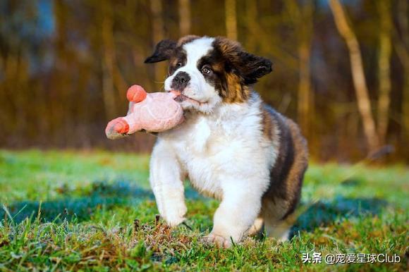 圣伯纳犬 圣伯纳犬（圣伯纳犬为什么禁养） 动物