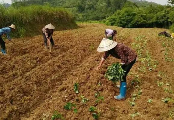 谷雨后赶紧种植6种蔬菜，夏天吃不完！种植技术还很简单