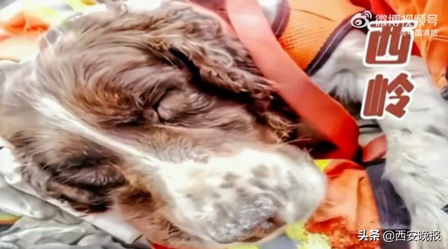 再见小英雄！67只汶川地震搜救犬已全部离世