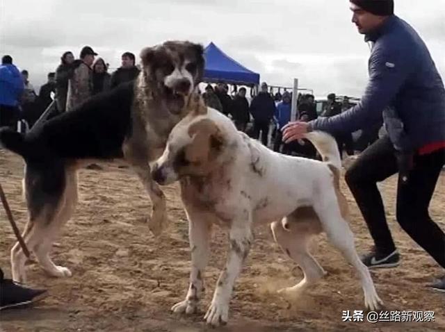 阿拉拜犬