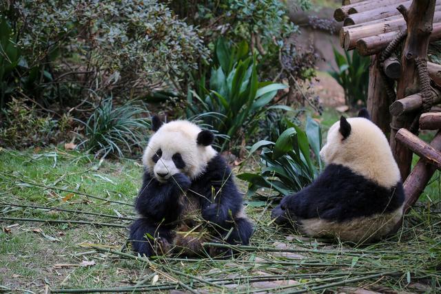 朝鮮動物園，以前有中國贈的大熊貓、華南虎、揚子鳄