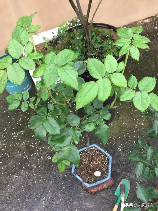 月季花的养殖方法 月季花的养殖方法（月季花的养殖方法和注意事项有哪些） 生活