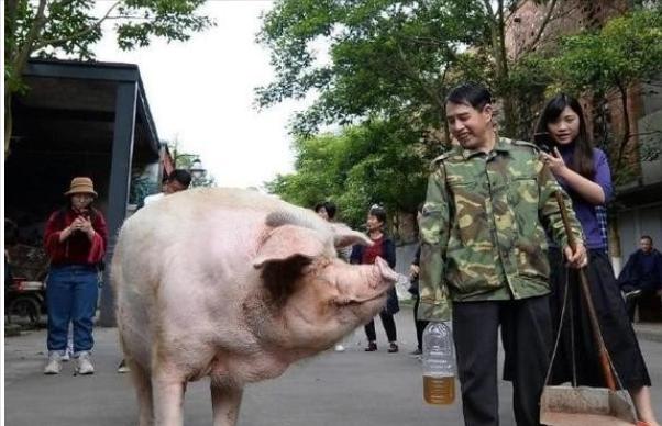 汶川地震被埋36天的猪坚强，救出后由专人饲养，它的一生有多传奇