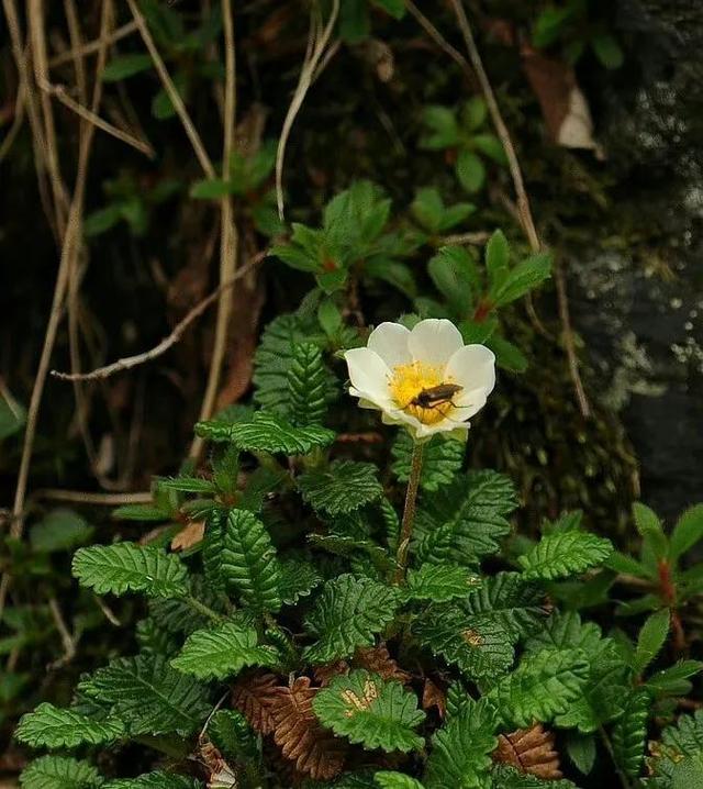 哇 好奇妙的花儿 带来温柔和执着两种感受 全网搜
