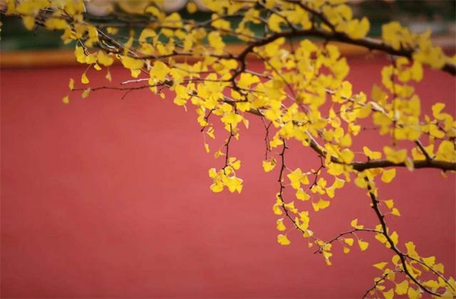 北方树种 北方树种（北方树种平面图） 生活