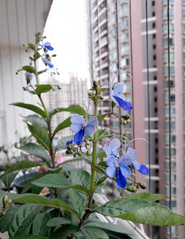 蓝蝴蝶 蓝蝴蝶（蓝蝴蝶和洛神花好评评语） 生活