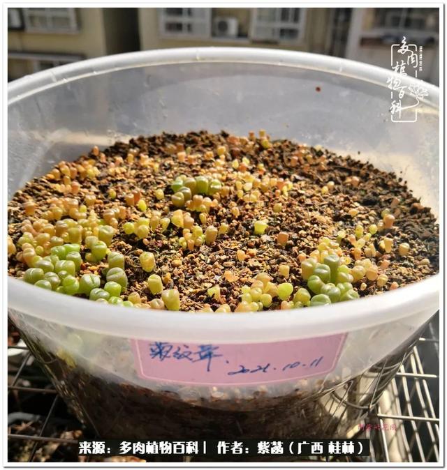 郑州新型泥土洗砂机