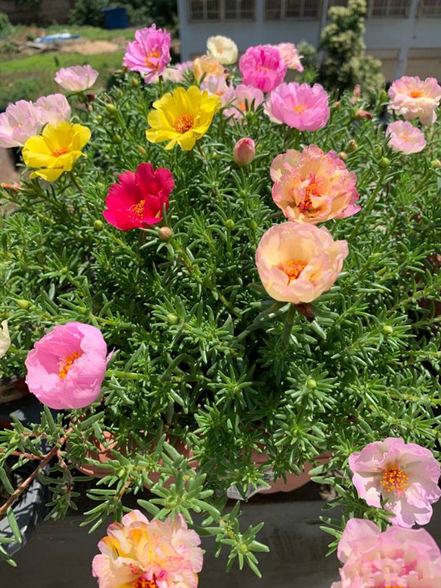 7种富贵花,人称"死不了",土里一丢,花大色艳,开花无数年 - 创业资讯