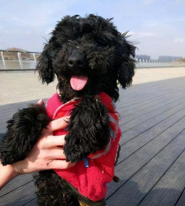 泰迪顏色有幾種,泰迪種類顏色介紹(泰迪犬竟然如此色彩繽紛)