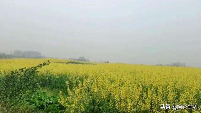 油菜花的花语