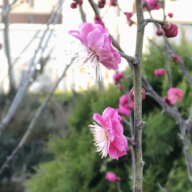 每一帧幽香袭来 都是一次美的升腾 天天要闻