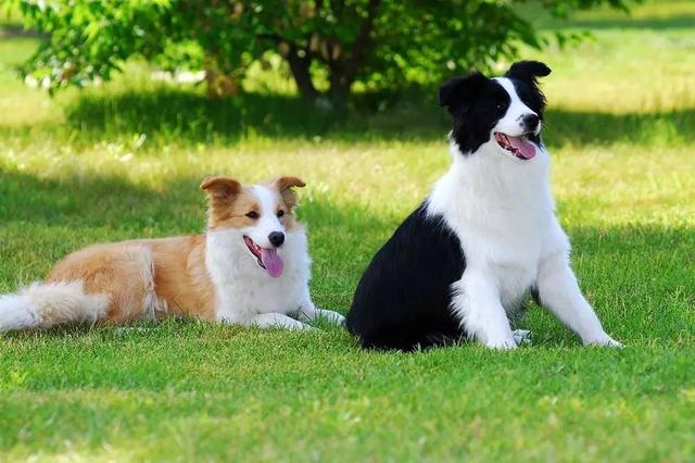 边境牧羊犬多钱