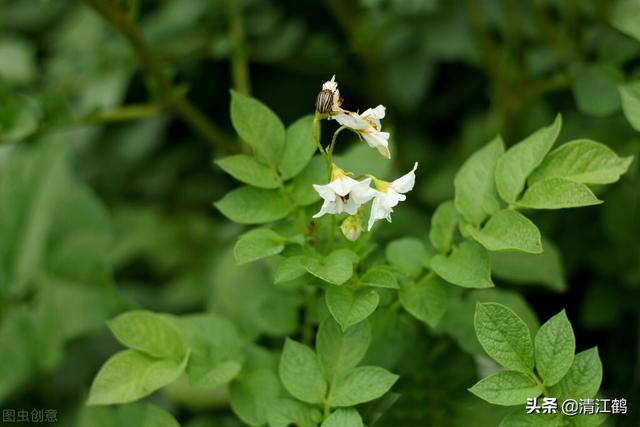 “死草不死洋芋”除草剂及配方有哪些？最厉害的除草剂是什么8