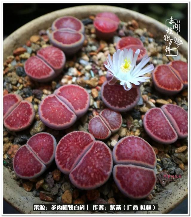 大型制砂机给力富贵机械