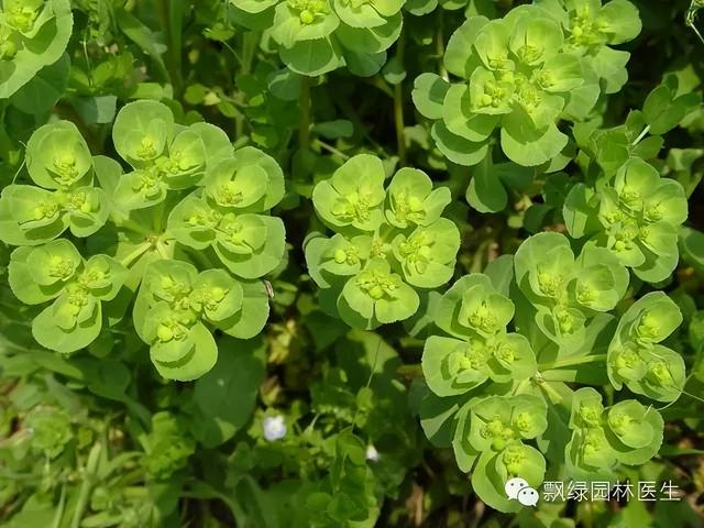 春季草坪杂草化学防除技术11