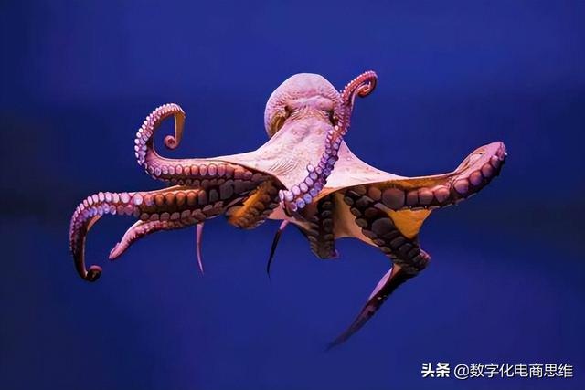 谈一下章鱼和数字化之间的关系，感觉到很神奇