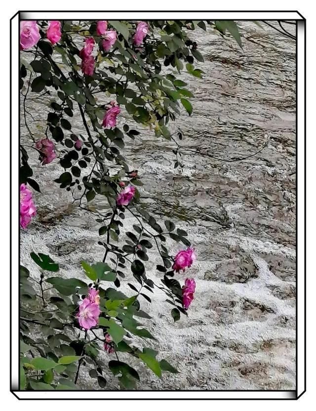 蔷薇花
