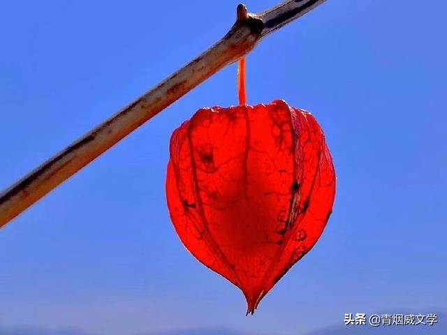 无恙 兰之韵 游子吟 日子 夕阳红（组合诗五首）