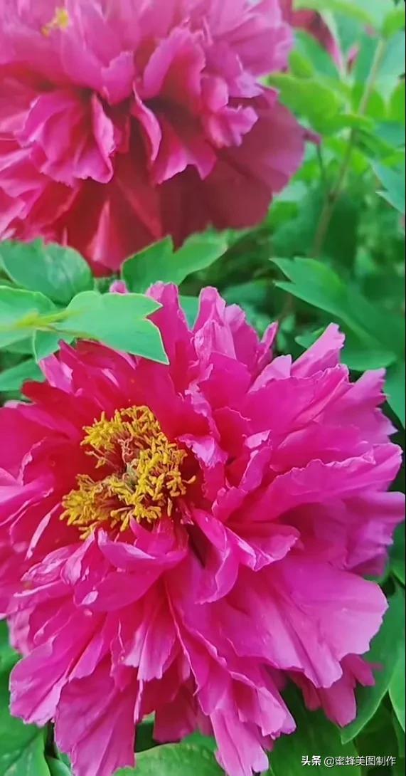 鲜花，因盛开而芬芳，因走过而醉人