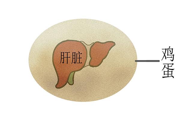 每天吃一个鸡蛋对身体有利，是真的吗？关于鸡蛋，有些谣言别再信