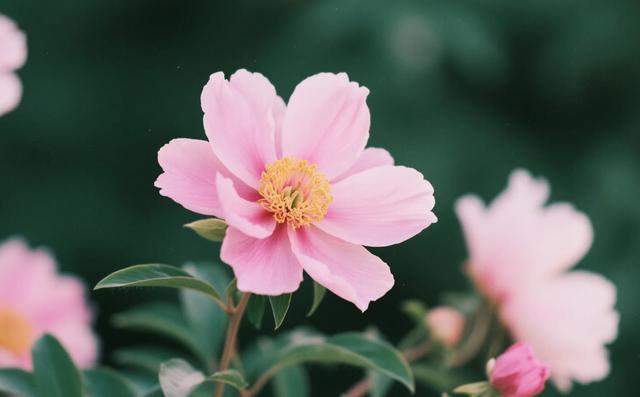 男女曖昧的頂級策略：讓對方輕鬆喜歡你的方法，有2個 - 