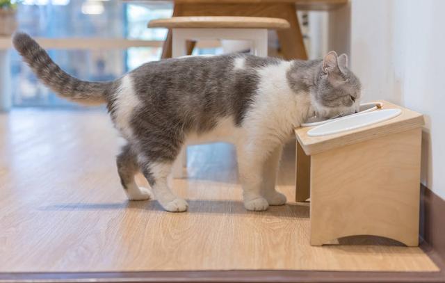 性价比高的猫粮有哪几种品牌（不看价格什么猫粮最好）(1)