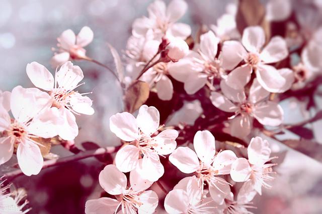 野蔷薇花语