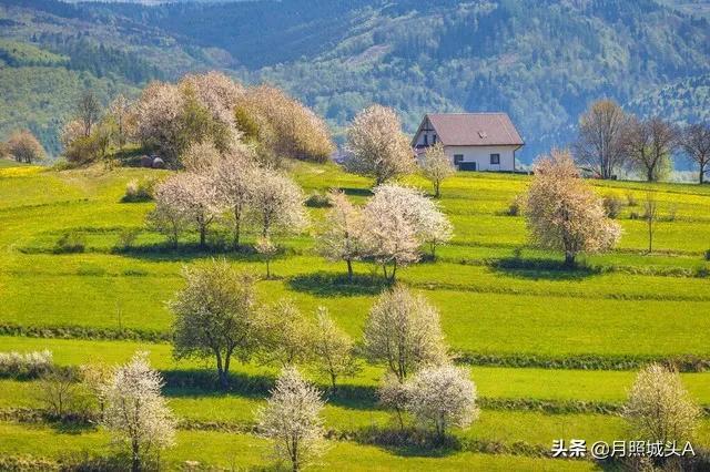 散文：春心若在，风景自在