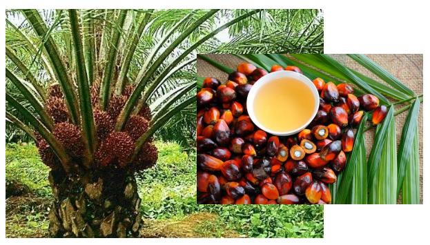 棕榈油是什么油（棕榈油是什么油是反式脂肪酸吗）