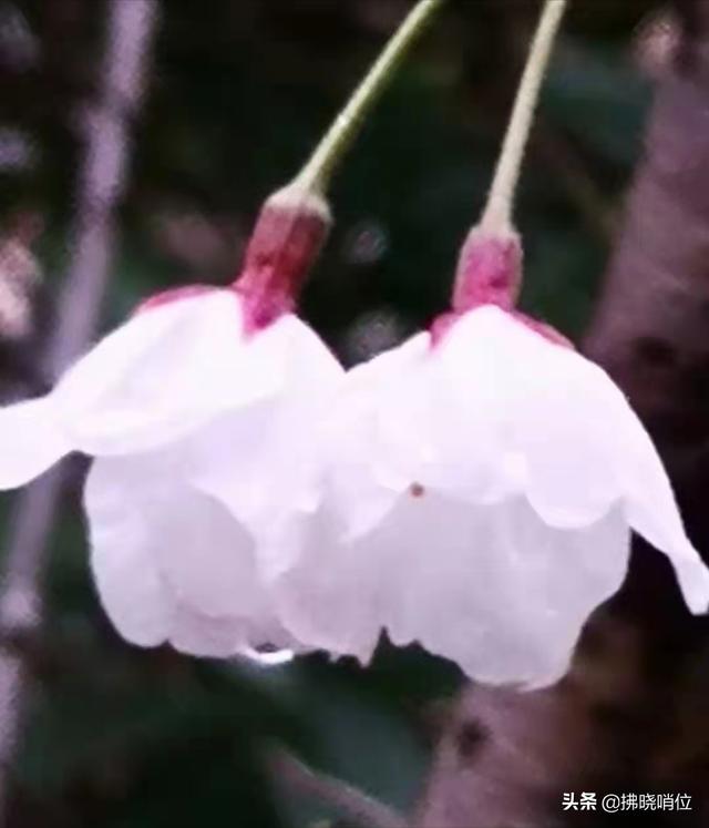 清明，流在血脉里的眷恋时节