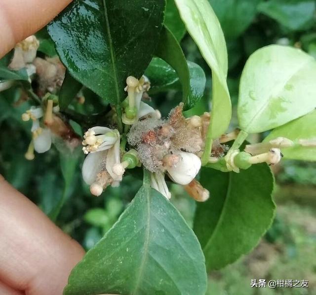 柑橘花期防治好蓟马和灰霉病，不然出现大量花皮果后悔莫及