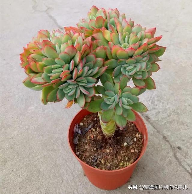 肉肉植物图片及名称