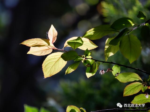 什么？在西法大，spring还有这个意思!