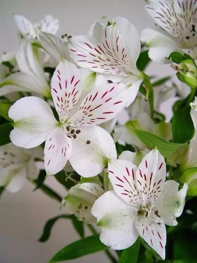 人间最美四月天，百花开满园