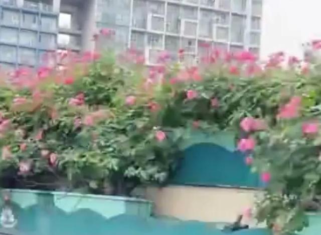谷雨前的芽芽叶叶