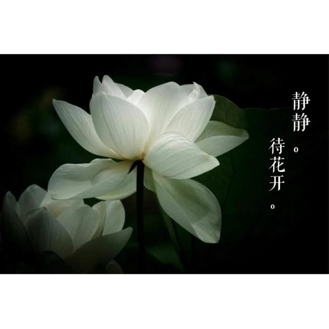 静待花开花落